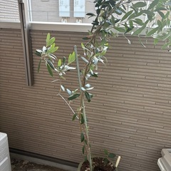 オリーブの木　鉢つきの画像