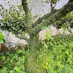黒木　　植えてある黒木７本　の画像