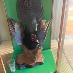 剥製の画像