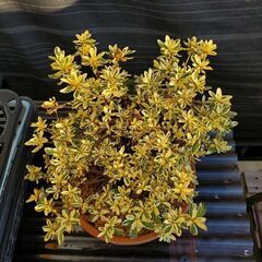 サツキ　皐月　斑入り　盆栽の画像