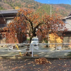 柿　甘柿の画像