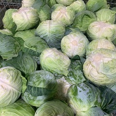 キャベツ 売ってください！