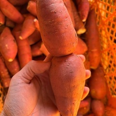 訳あり 紅はるか 10キロ～の画像