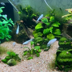 マリアージュ　オス10匹の画像