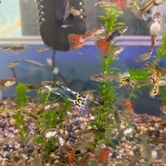 グッピー叩き売り第3弾！の画像