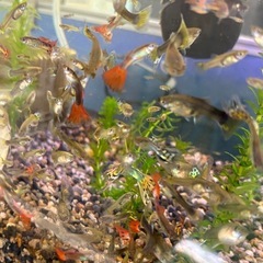 グッピー叩き売り第3弾！の画像