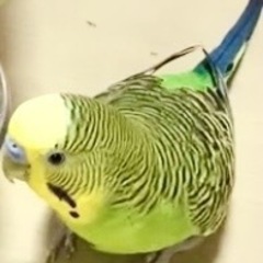 セキセイインコ　一羽