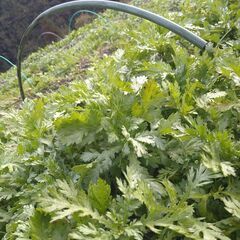 B品　低農薬野菜セット　1箱500円の画像