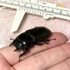 【メス単】スマトラヒラタ【2頭セット】後食済み②の画像