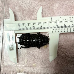 【メス単】スマトラヒラタ【2頭セット】後食済み②の画像