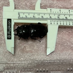 【メス単】スマトラヒラタ【2頭セット】後食済み②の画像