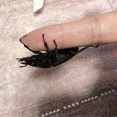 【メス単】スマトラヒラタ【2頭セット】後食済み②の画像