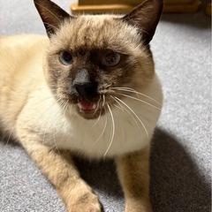 シャム猫柄　１歳半の男の子です　　　　　　　　　(=^x^=)