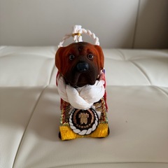 土佐名産　闘犬の置物の画像