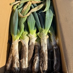 下仁田ネギ　残り18箱の画像