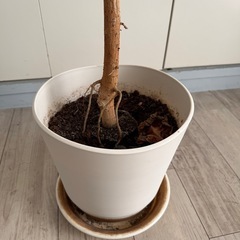 ［
取引予定者決定］ウンベラータ　観葉植物の画像