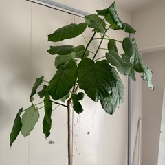 ［
取引予定者決定］ウンベラータ　観葉植物の画像