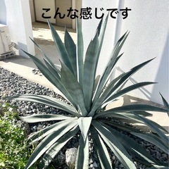 アガベ　アオノリュウゼツランの画像