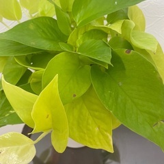 ポトスライムの画像