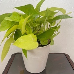 ポトスライムの画像