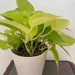 ポトスライムの画像