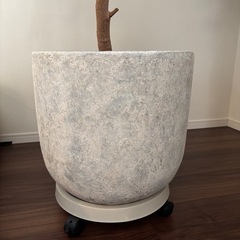 観葉植物　エバーフレッシュ　10号の画像