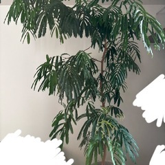 観葉植物　エバーフレッシュ　10号の画像