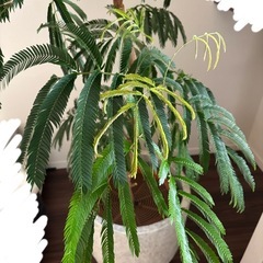 観葉植物　エバーフレッシュ　10号の画像