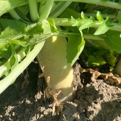 冬のお野菜セット（1）の画像