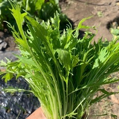 冬のお野菜セット（1）の画像