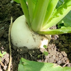 冬のお野菜セット（1）の画像