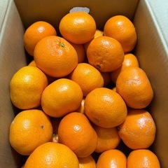 産直みかん約7
キロ　1700円/箱