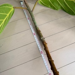 フィカスアフリカンプリンスの画像