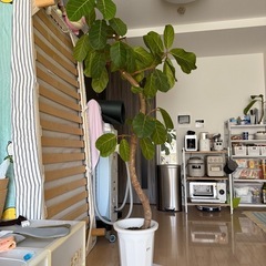 フィカスアフリカンプリンスの画像