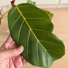 フィカスアフリカンプリンスの画像