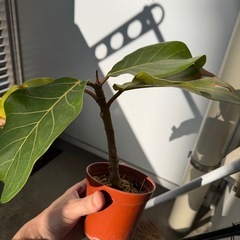 フィカスアフリカンプリンスの画像