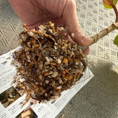 フィカスアフリカンプリンスの画像