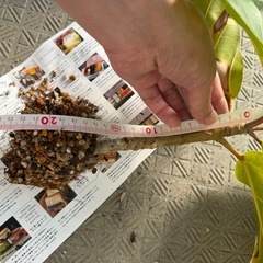 フィカスアフリカンプリンスの画像