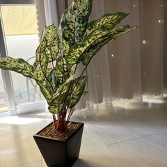 フェイクグリーンの画像