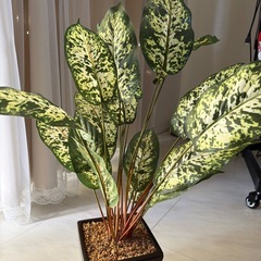 フェイクグリーンの画像