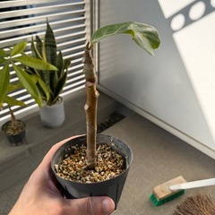 フィカスアフリカンプリンスの画像