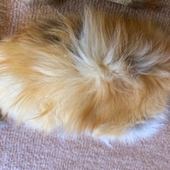 本物高級ＦＯＸベージュ系ファーセットの画像