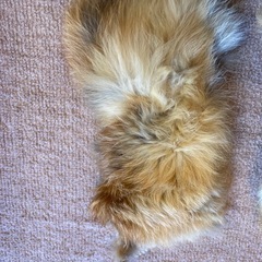 本物高級ＦＯＸベージュ系ファーセットの画像