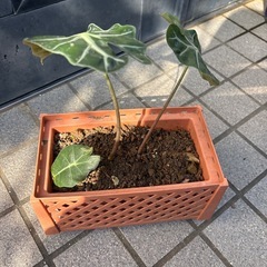 観葉植物の画像