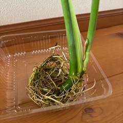 モンステラの画像