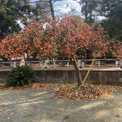 柿　甘柿の画像