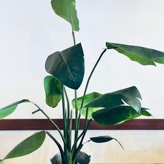  人工観葉植物　フェイクグリーン　オーガスタ1150【フェイクグリーン・ニコライ・人工観葉植物・トラベラーズパーム】の画像