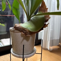 観葉植物/コウモリラン
の画像