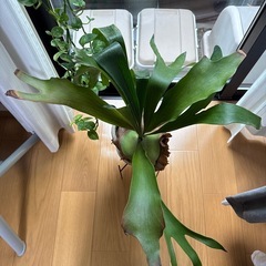 観葉植物/コウモリラン
の画像