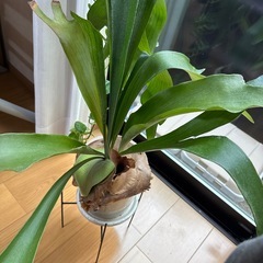 観葉植物/コウモリラン
の画像